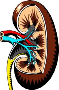 is keto bad for kidneys
