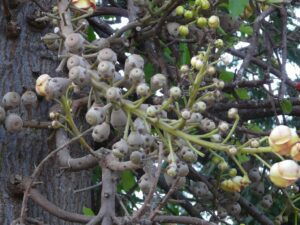 Brazilian Nuts - How much Brazilian nuts cost